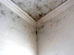 Why You Should Choose Our Mold Remediation Services in Crowley, LA